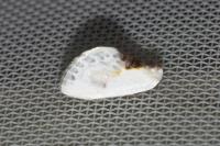 Cilix glaucata