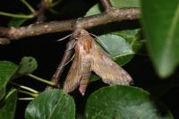 Deilephila porcellus
