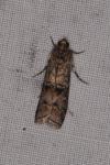 Dioryctria abietella