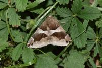 Dysgonia algira