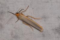 Manulea complana