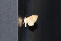Euchoeca nebulata