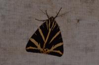 Euplagia quadripunctaria