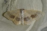 Idaea aversata