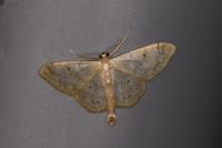 Idaea biselata