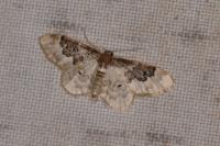 Idaea rusticata