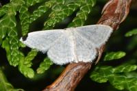 Idaea subsericeata
