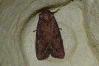 Lacanobia oleracea