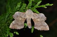Laothoe populi