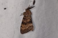 Lymantria dispar