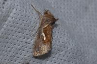 Macdunnoughia confusa