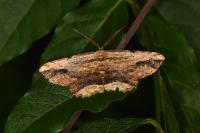 Menophra abruptaria