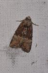 Mesoligia furuncula