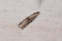 Nephopterix angustella
