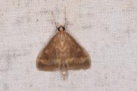 Ostrinia nubilalis