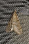 Paracorsia repandalis