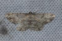 Peribatodes rhomboidaria rhomboidaria