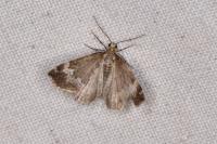 Perizoma alchemillata