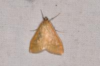 Sitochroa verticalis