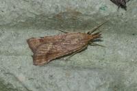 Synaphe punctalis