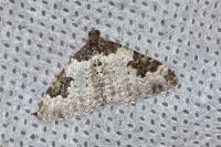 Xanthorhoe fluctuata