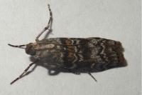 Dioryctria