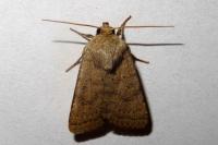Hoplodrina octogenaria/blanda