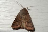 Hoplodrina octogenaria/blanda