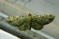 Pasiphila rectangulata