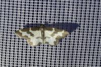 Lomaspilis marginata