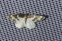 Lomaspilis marginata