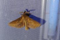 Euthrix potatoria