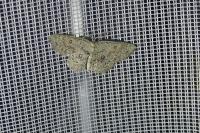 Cyclophora pendularia