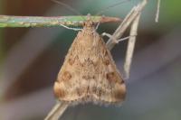 Pyrausta despicata despicata