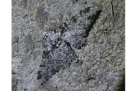 Biston betularia