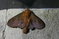 Gastropacha quercifolia