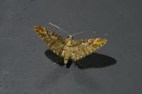 Gymnoscelis rufifasciata