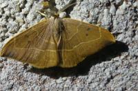 Watsonalla binaria