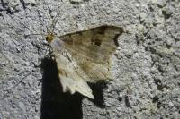 Macaria alternata