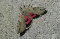 Catocala electa