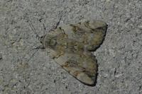 Catocala electa
