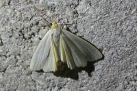 Eilema caniola