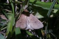 Mythimna ferrago