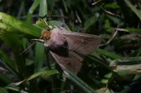 Mythimna ferrago