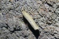 Pediasia contaminella