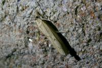 Pediasia contaminella