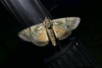 Polyphaenis sericata