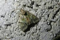 Polyphaenis sericata