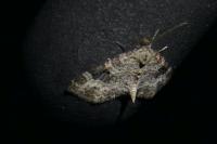 Pterapherapteryx sexalata