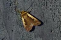 Ochropleura plecta
